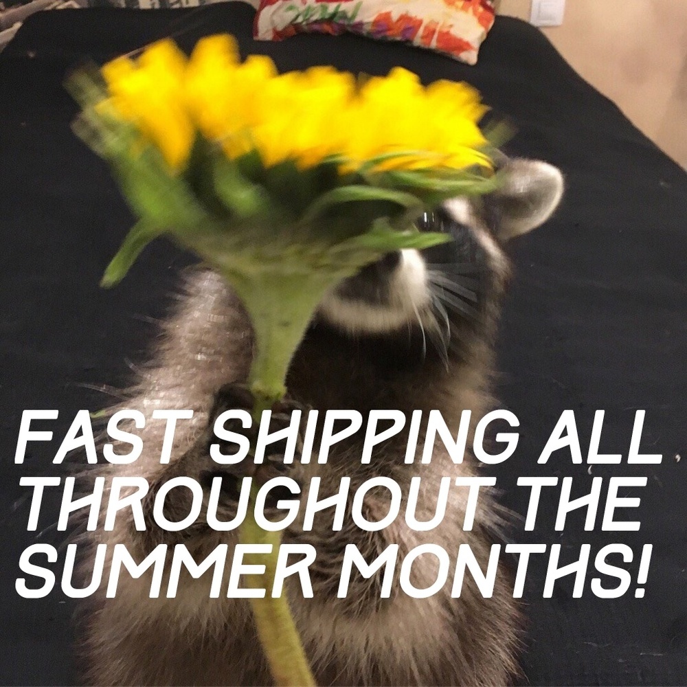 🌻SAME DAY/NEXT DAY SHIPPING🌻